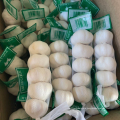 China fresh garlic factory price offer, pure white garlic 200 gram export